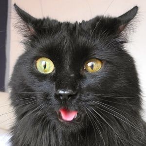 Meet your Posher, Philippa